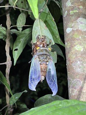 Amazon jungle insect