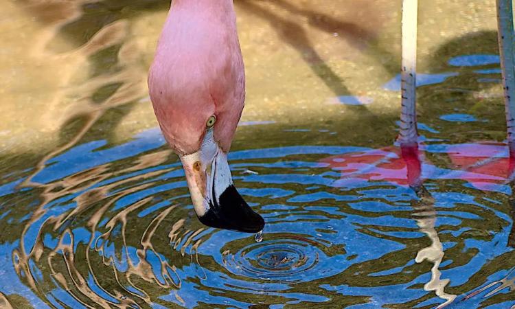 Flamingo 