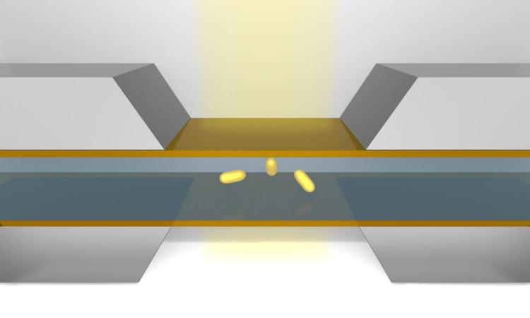 Nanoparticles in the microfluidic chamber of liquid phase transmission electron microscopy