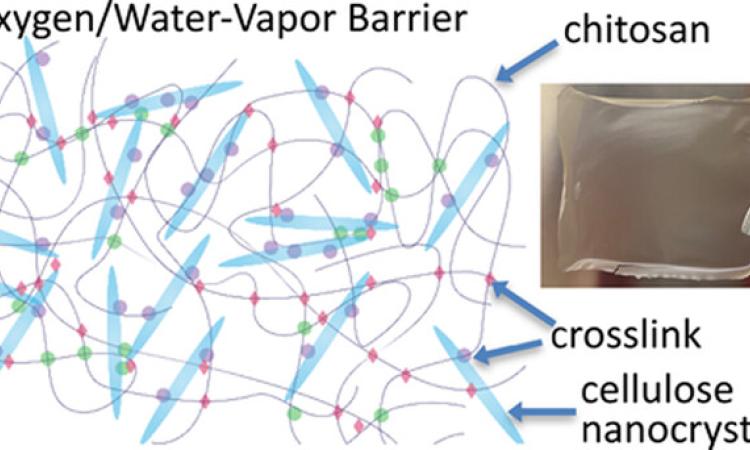 Biobased film for packagaging