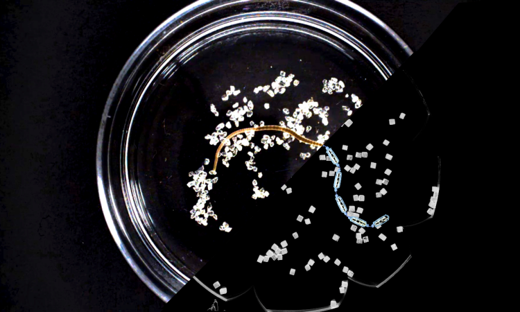 worms in petri dish