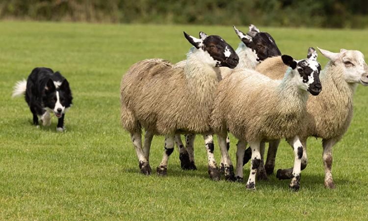 Sheepdog herding sheep