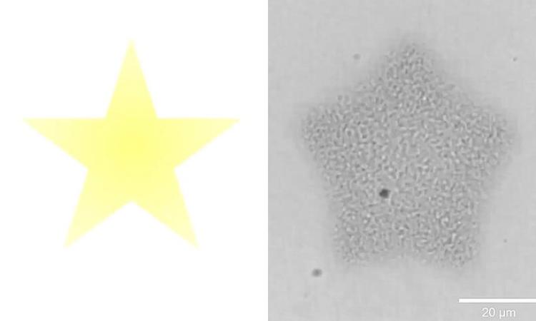 Georgia Tech researchers projected light patterns of stars and circles to prompt protein networks to assemble and contract in matching shapes. Their study explored ways to generate and control microscale forces that could someday inform designs for synthetic cells that deliver drugs.