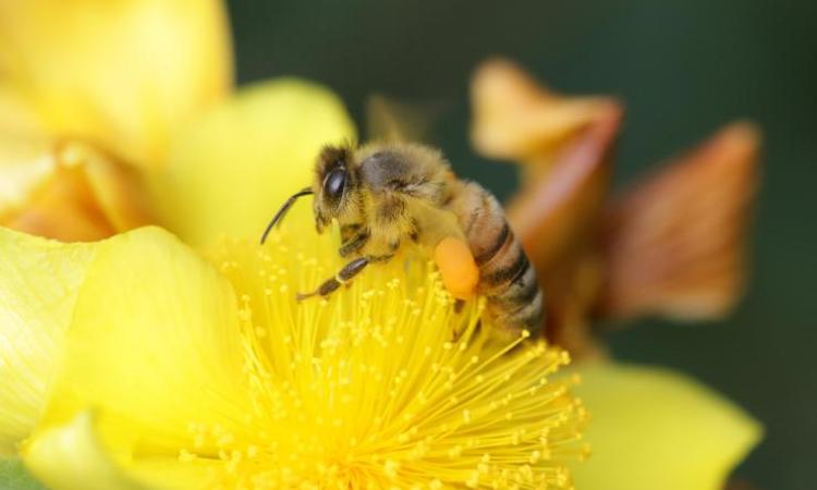 <p>Honeybee near the Student Center. Photo by Yumiko Sakurai</p>