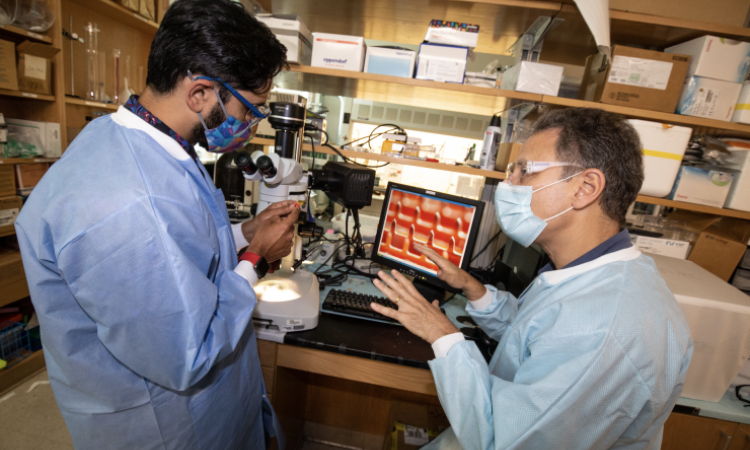 <p>Georgia Tech researchers<strong> </strong>Saad Bhamla (left) and Mark Prausnitz (right) study the ePatch in the laboratory. (Photo credit: Candler Hobbs, Georgia Tech)</p>
