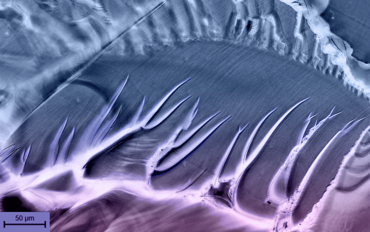 Fracture propagation through a UV crosslinked polymer mixture