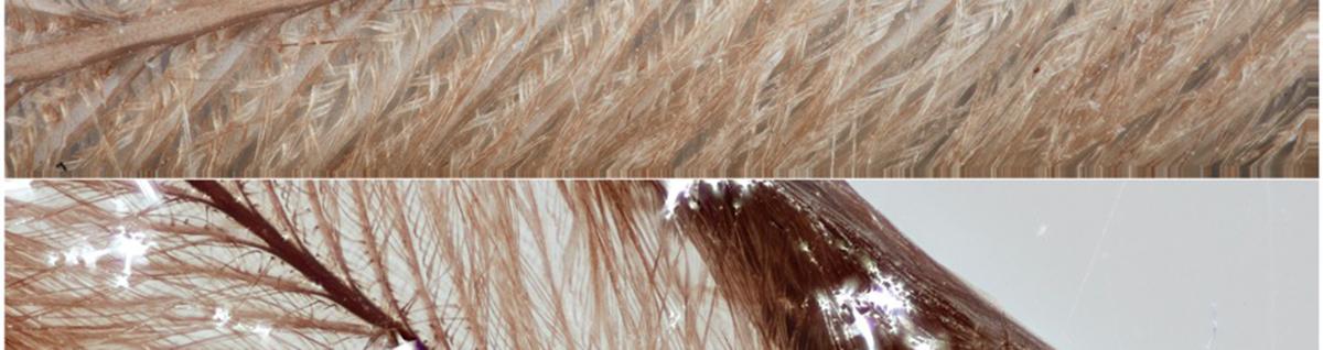 feather research image