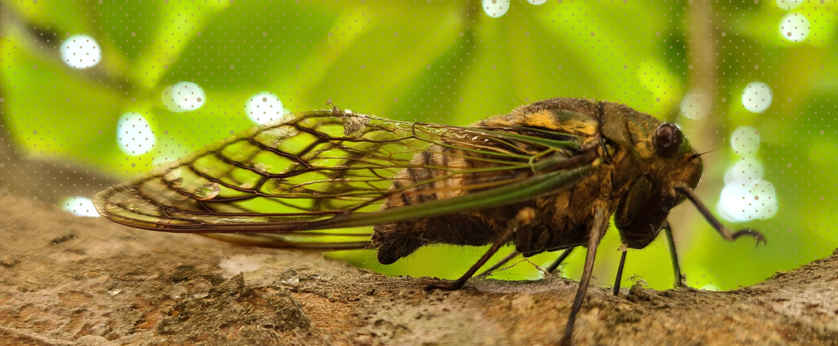 Cicada