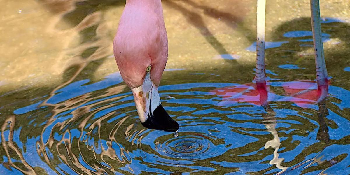 Flamingo