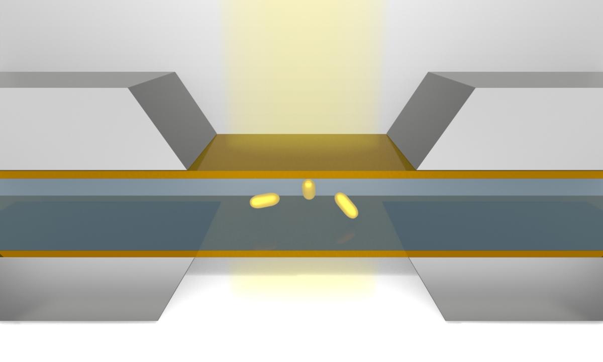 Nanoparticles in the microfluidic chamber of liquid phase transmission electron microscopy