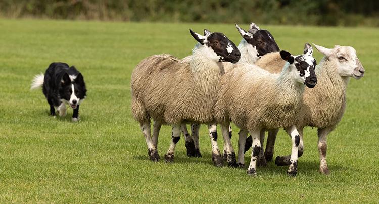 sheepdog and s