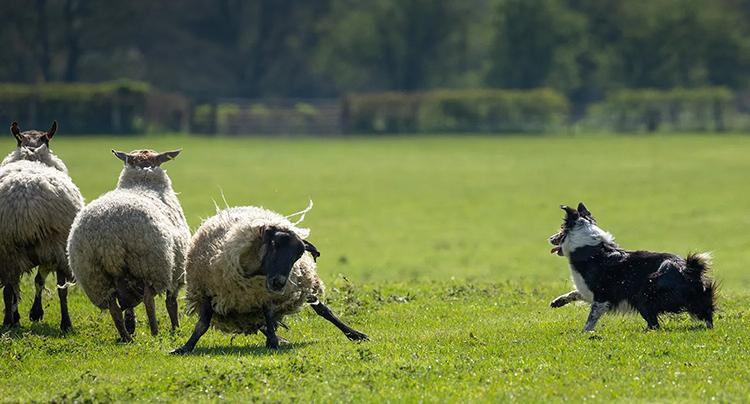 sheepdog and sheep